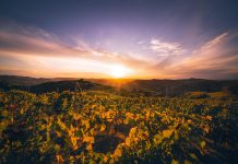 Coastal Wine Routes: Where Sea Meets Vineyard