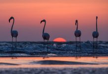 South America for the Sophisticated Traveler: From Patagonia to Rio