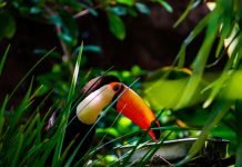Costa Rica: Wellness in the Wild