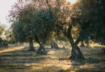 Greece Through Its Olive Trees: A Harvest Journey into Taste & Culture