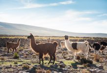 Salar de Uyuni, Bolivia: The Viral Mirror Desert That Feels Unreal