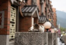 Tashirojima: The island where cats outnumber people