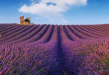 Provence, France: Where lavender fields meet timeless villages