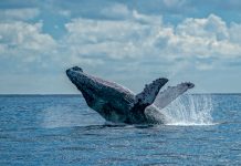 Where the Whales Come Close: Spring on South Africa’s Cape Whale Coast
