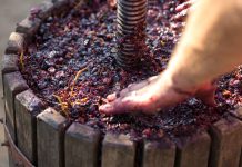 When Jerez Welcomes the New Wine: Harvest, Sherry and Flamenco in Andalusia