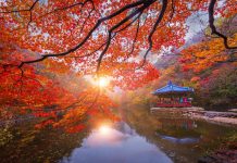 Naejangsan in Autumn: Where Korea Turns Crimson
