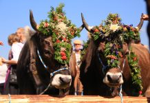 When the Cows Come Home Wearing Flowers
