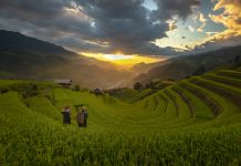 Mu Cang Chai: When Vietnam’s Mountains Turn Gold