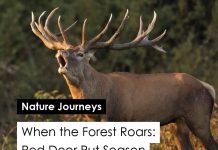When the Forest Roars
